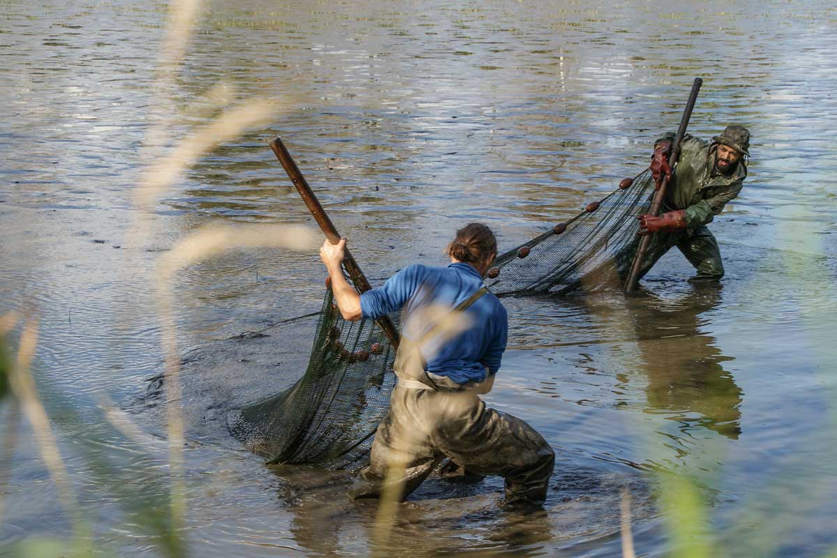 2 Biofisch Mitarbeiter beim Abfischen im Teich